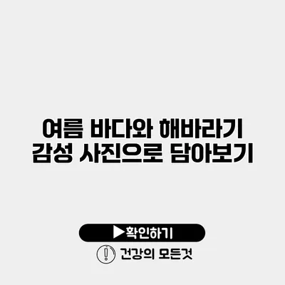 여름 바다와 해바라기 감성 사진으로 담아보기